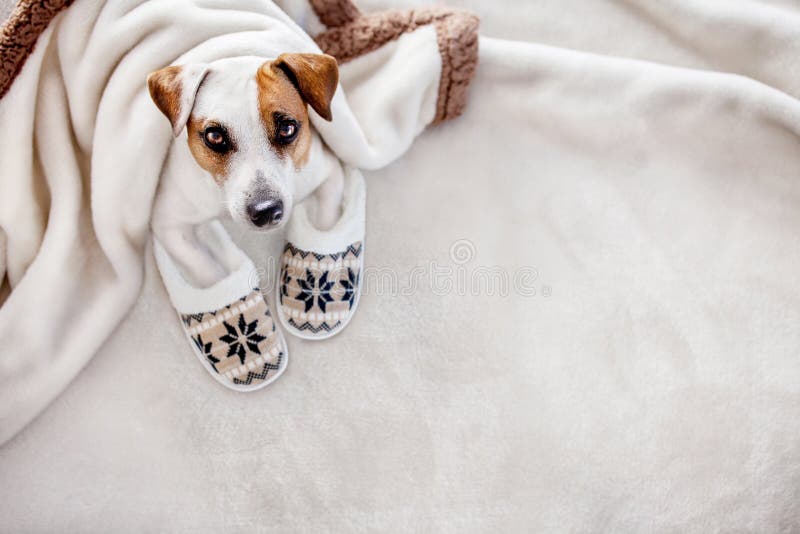 dog in slippers