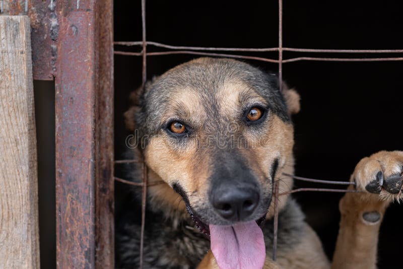 A Dog in a Homeless Animal Shelter Peeks Out through a Rusty Bent Cage.  Keeping Animals in Poor Conditions Close-up Stock Image - Image of head,  protection: 232254313