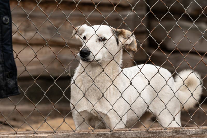 Homeless Dog in a Shelter for Dogs Stock Image Image of kennel