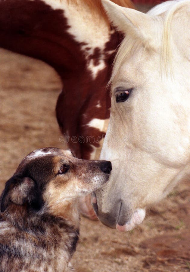 Dog and Horse