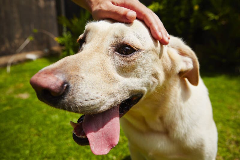 Yellow labrador retriever in hot summer day. Yellow labrador retriever in hot summer day.