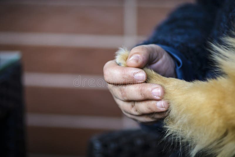 Dog and human are holding hands cutely.