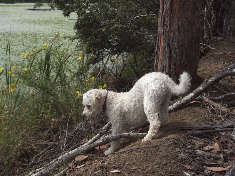 are bichon frise hunting dogs