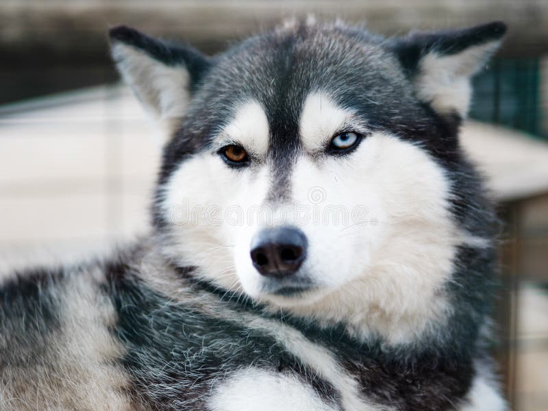 Husky Dog Close Up Photo in Winter and Snow Stock Photo Image of