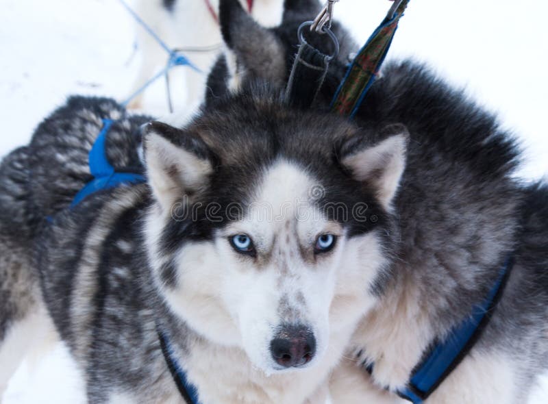 Dog Husky in a kennel stock photo. Image of animals, animal 87516610