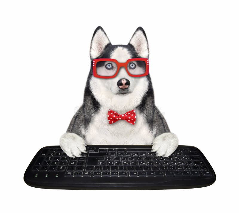 Cat with a white keyboard stock image. Image of press 125621197