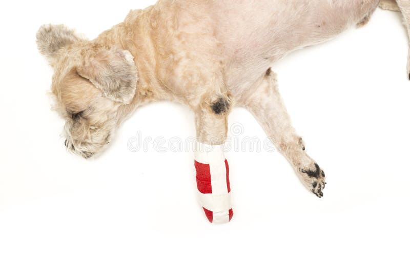 Dog with an injured leg stock image. Image of hurt, obedient 79706255