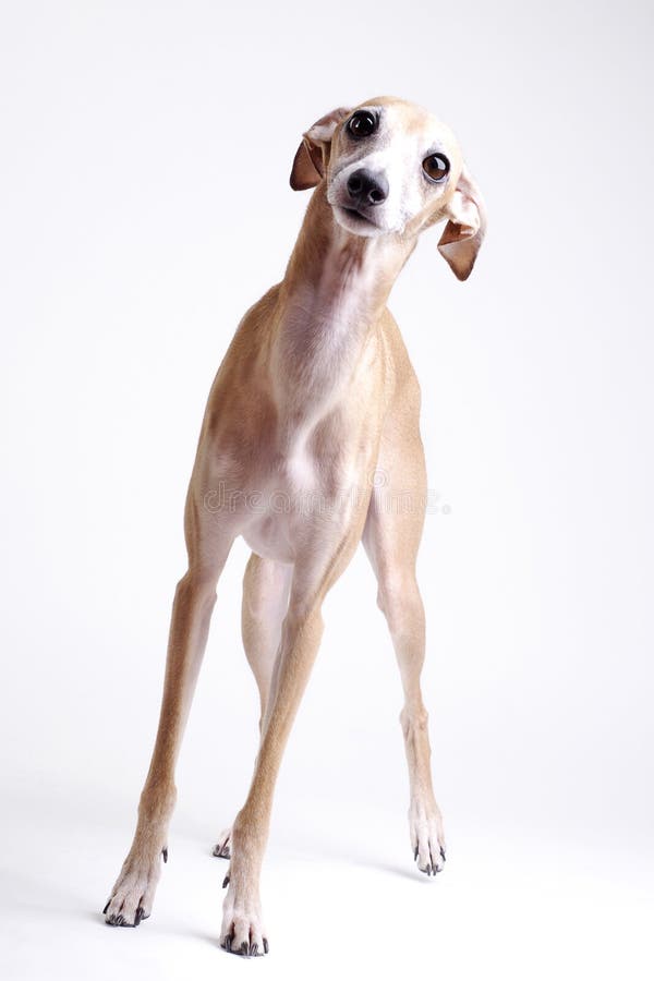 Dog Italian greyhound