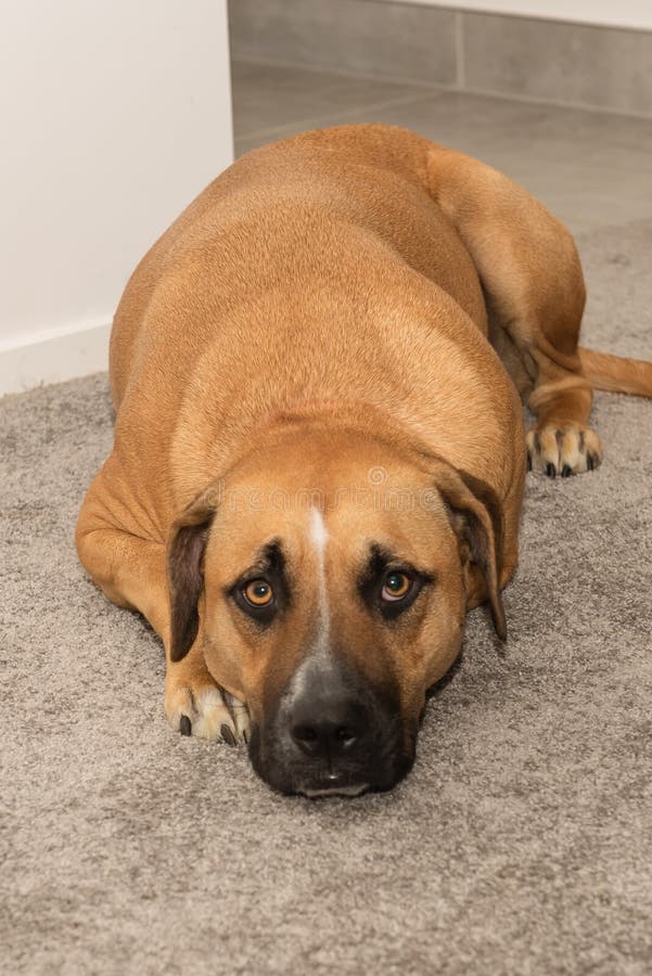 Submissive Stock Photos Download 1,499 Royalty Free Photos