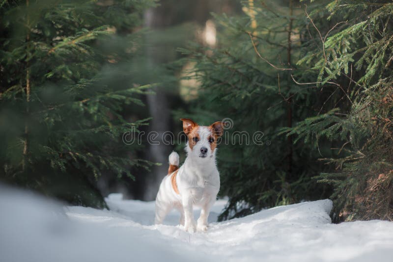 Dog jack russel terrier outdoors in the forest, happy