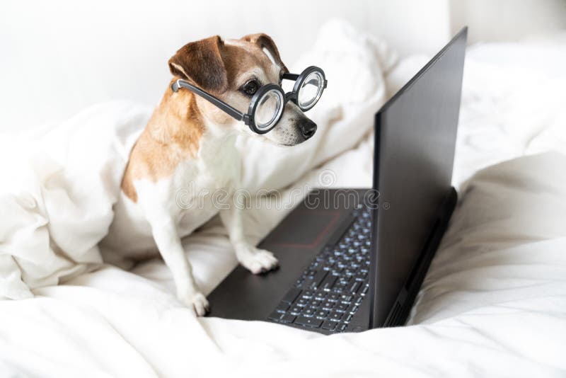 Dog Jack Russell terrier in bed concentrated looking to laptop computer screen stock photos