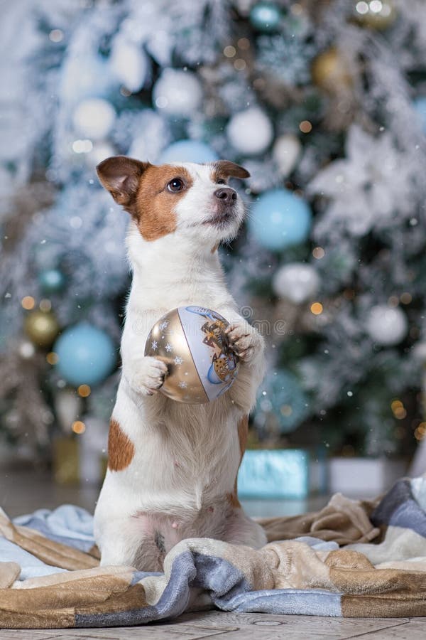 Dog Jack Russell Terrier and Dog Nova Scotia Duck Tolling Retriever holiday, Christmas and New Year stock images Dog Jack Russell Terrier and Dog Nova Scotia Duck Tolling Retriever holiday, Christmas and New Year stock images