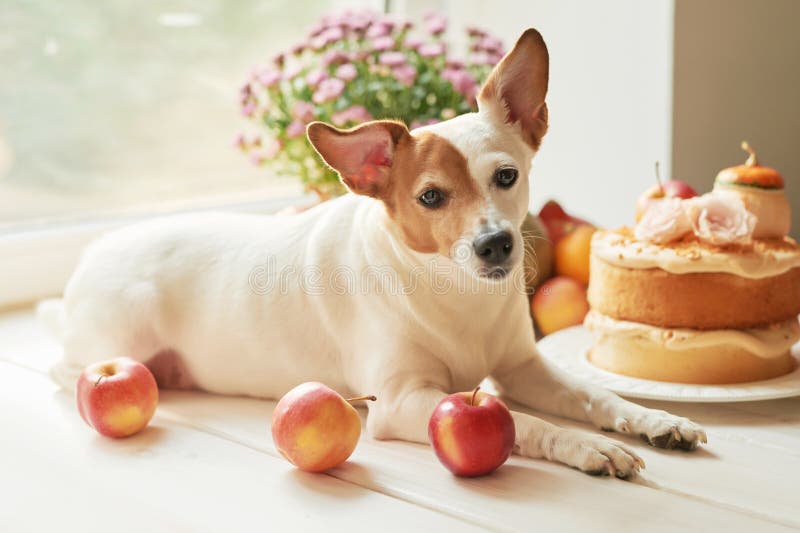 Dog jack russell terrier and naked cake with pumpkins, apples and flowers for halloween.Thanksgiving Day table. Happy Halloween.Bright autumn background.Colorful autumn card.Autumn flower arrangement