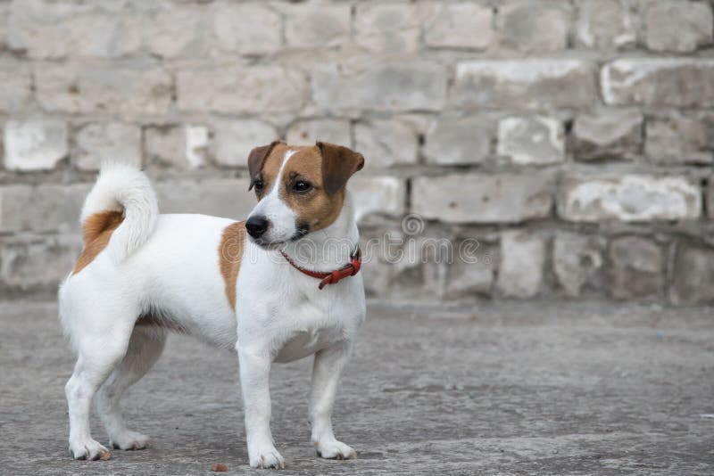 A dog Jack Russell Terrier standing on the background of the old gray brick wall of a ruined building