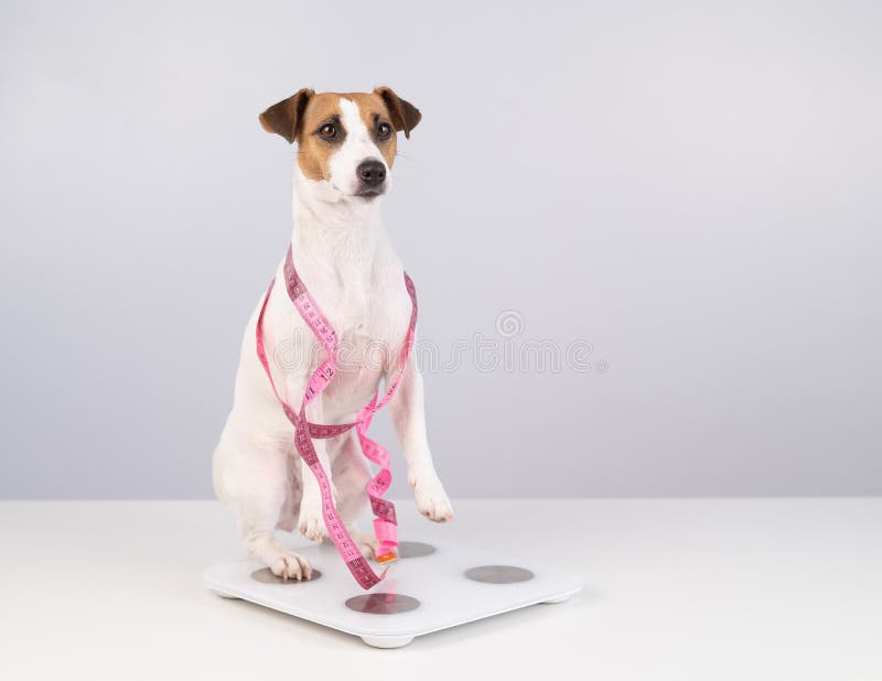 Dog On Scale Royalty-Free Images, Stock Photos & Pictures