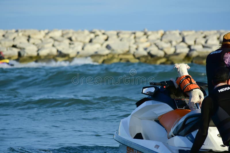 Dog on jet ski editorial stock image. Image of water 263468599