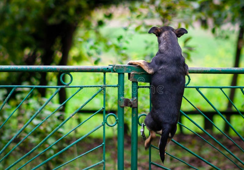 162 Dog Jumping Over Fence Stock Photos Free & RoyaltyFree Stock
