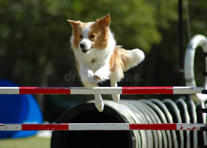Malý málo aktívny pes skákanie prekážkou toho, súkromné agility tréning pre agility športové súťaže.