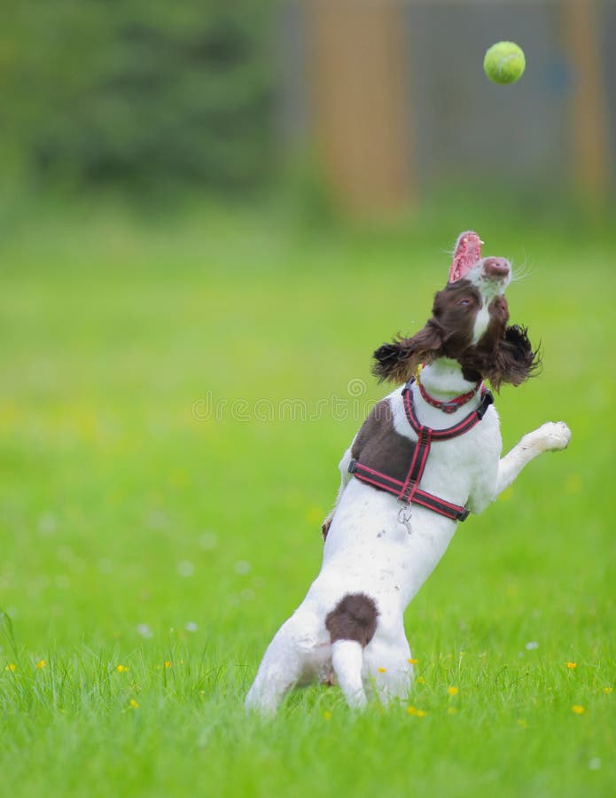 1,351 Dog Catching Ball Stock Photos Free & RoyaltyFree Stock Photos