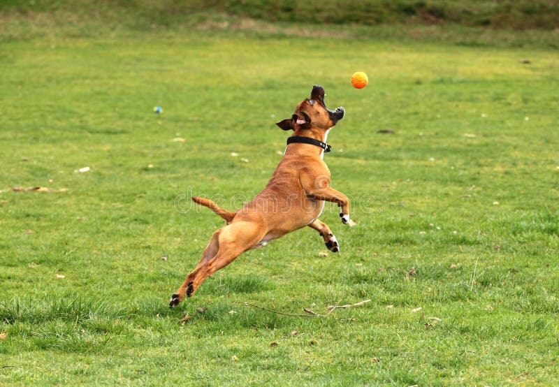 jumping ball for dogs