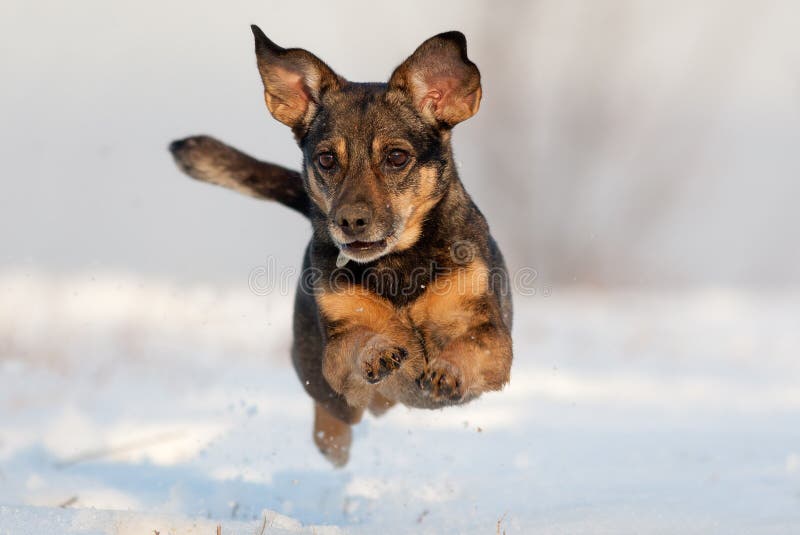 Dog jumping stock image. Image of cute, look, snow, assigment 84131887