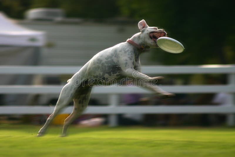 Akčný zobrazenie psa na lyžiach chytiť lietajúce frisbee v jeho ústach.