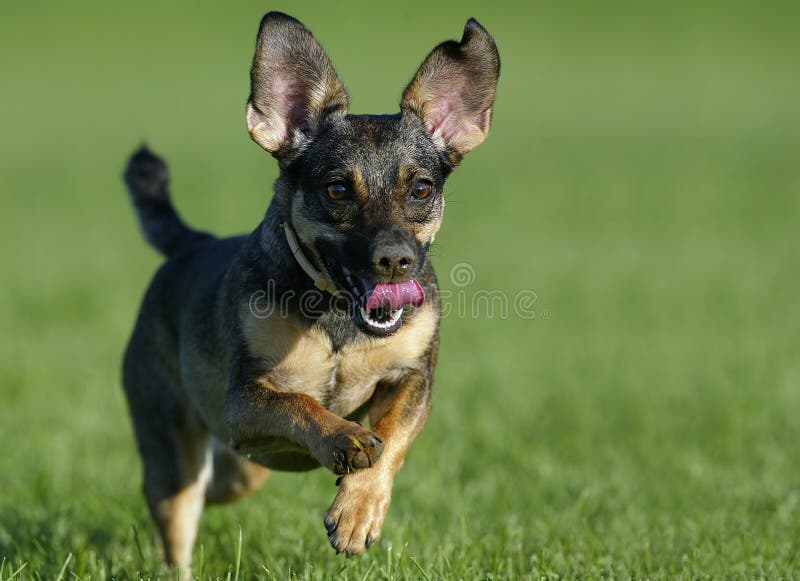 Dog jumping on grass editorial photography. Image of ears 79500367