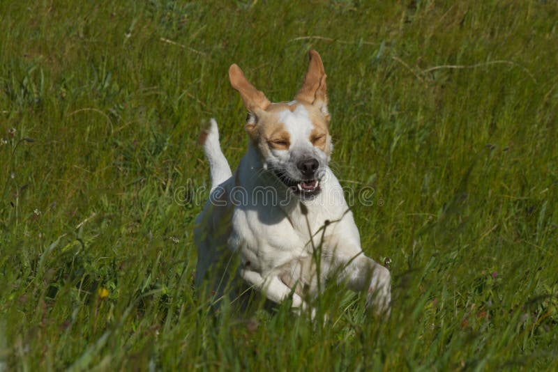 Dog jumping between the grass royalty free stock images Dog jumping between the grass royalty free stock images