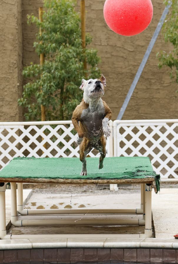 Dog Jumping for Ball at the Park Stock Image Image of chase, outdoor