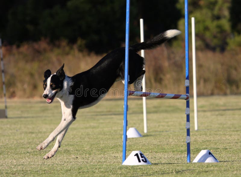 Jump agility stock photo. Image of animal, canine, friends 32637224