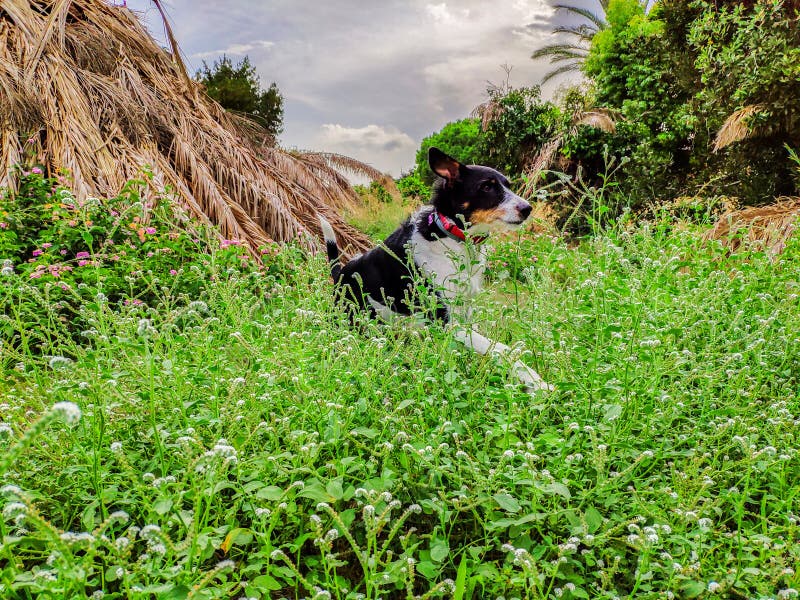 Dog Jumping in Nature and Enjoying the Exercise Stock Image Image of