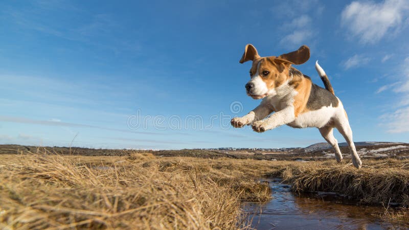 Pes, skákanie cez kaluž vody.