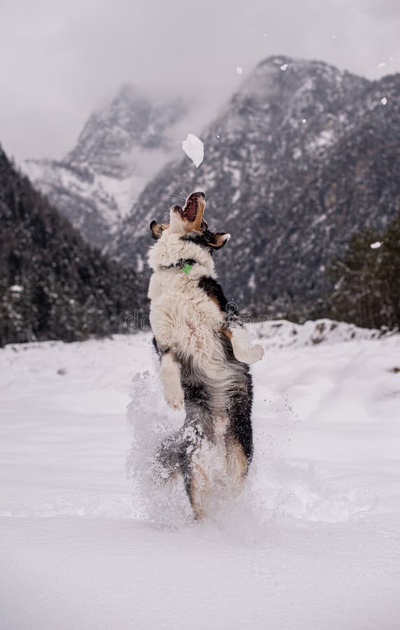 Dog jumping on snow stock image. Image of animal, mammal 219669673