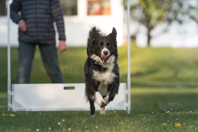 Fast Dog Jumps Over Hurdle Border Collie Stock Photo Image of