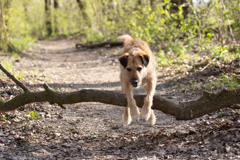 A Dog Jumps through a Tree on a Forest Path Stock Photo Image of