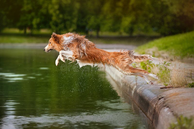 Dog jumps into the water stock photo. Image of excitement 26303978