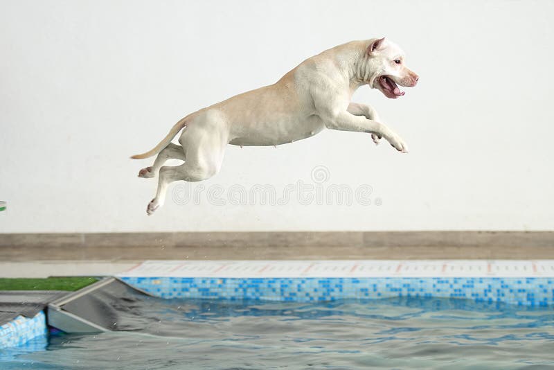 The Dog Jumps into the Water Stock Image Image of pedigree, adorable