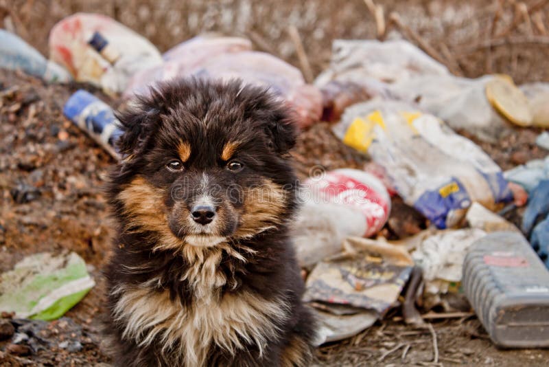 Dog on junkyard stock image. Image of doggie, smell, outdoors 21709777