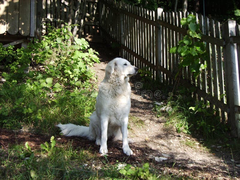 Questo white royal alla ricerca del cane, che sembra essere molto tranquillo, sta facendo il suo lavoro.