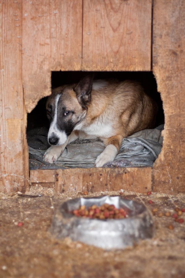 Lonely dog in his kennel stock image. Image of chained 2386545