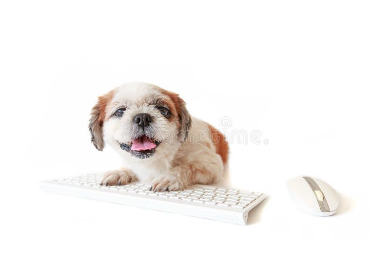 Dog with Keyboard and Mouse. Stock Photo Image of shih, white 104637162