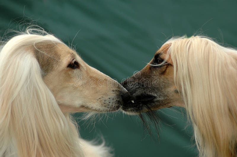 Dog kissing dog