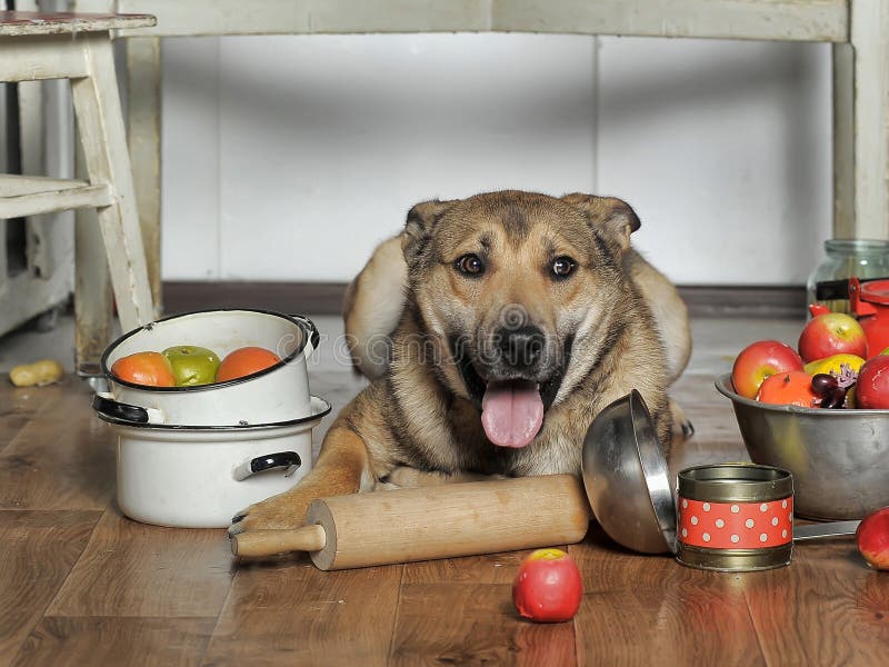 Dog in the kitchen stock photo. Image of rolling, cooking 34081788