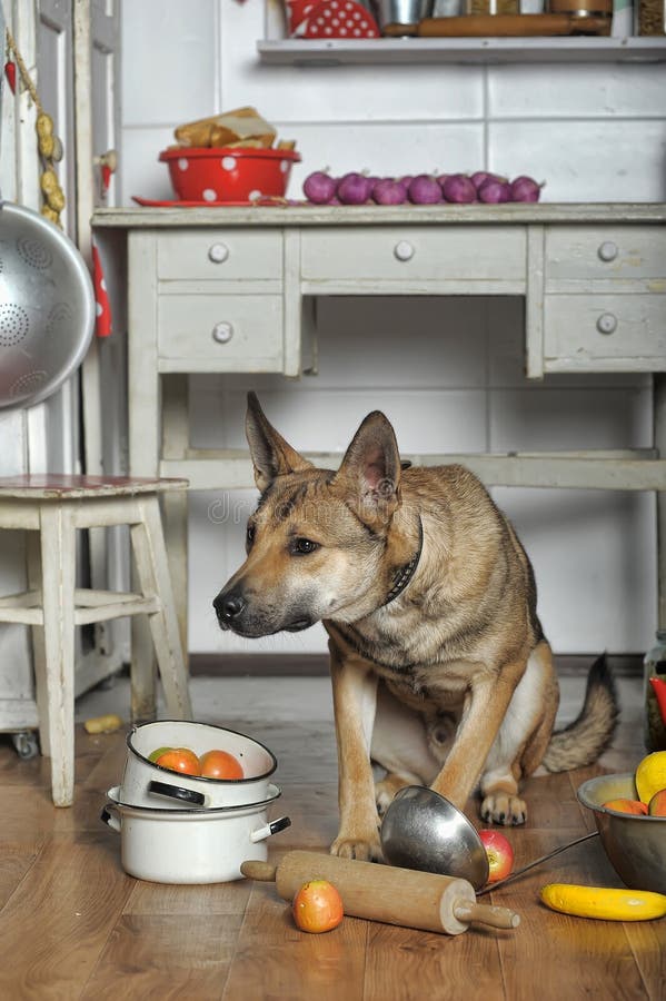 Dog in the kitchen stock photo. Image of eggs, home, gluten 34097484