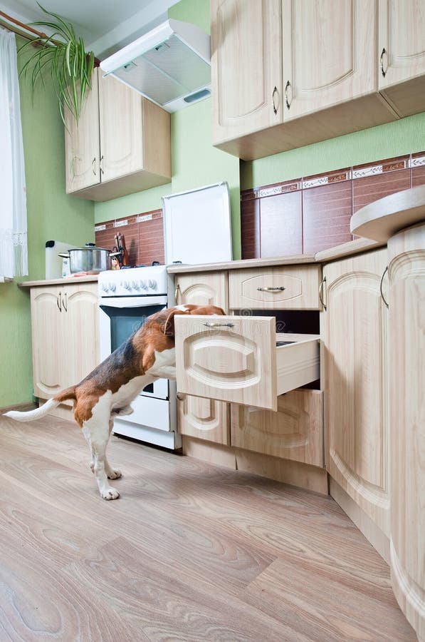 Dog in kitchen stock image. Image of cute, white, beagle 34853759