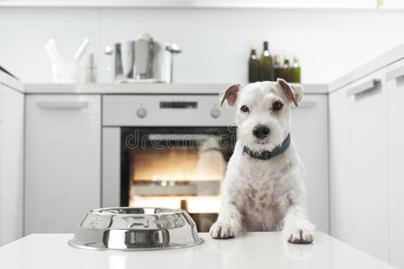 Dog in a kitchen