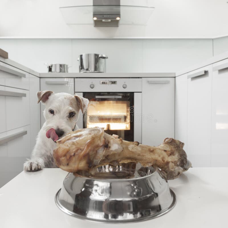 Dog in a kitchen