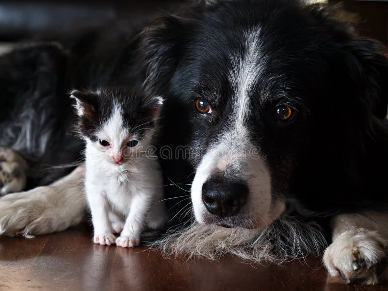 A dog with a kitten stock photo. Image of closeup, friendship 17263650