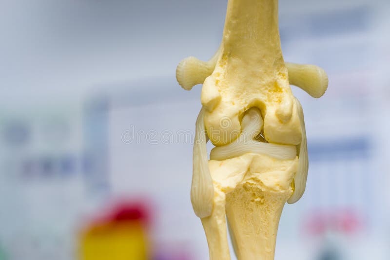 knee bones for dogs