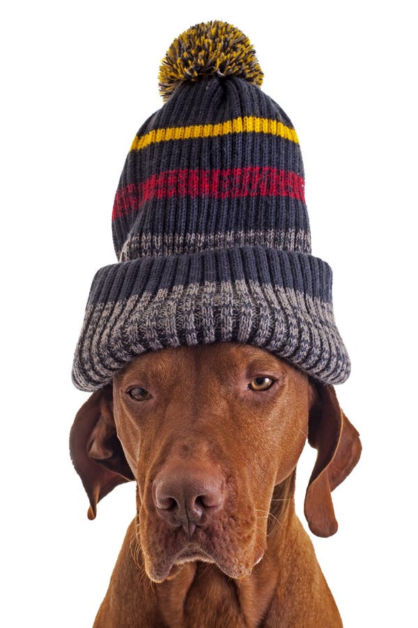 Dog with knitted hat